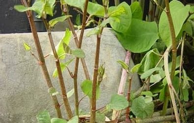 Japanese Knotweed – high risk locations